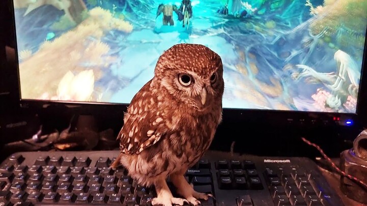 When you’re gaming, a little owlet stands right beside you: “Listen to me, you’re guaranteed to win!