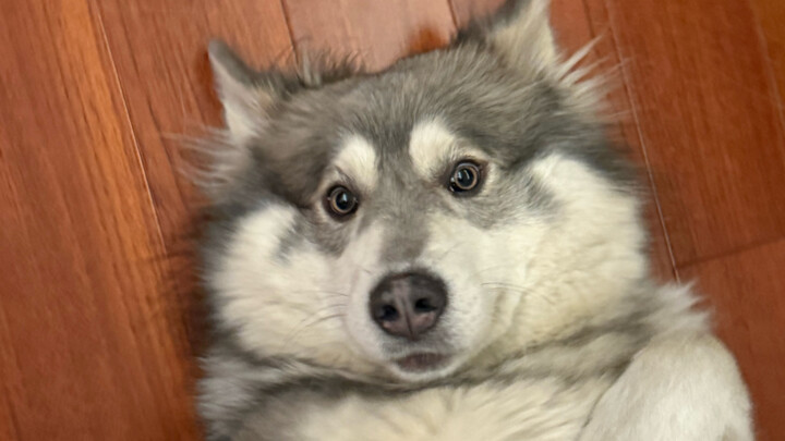 Hairy Wolf, who’s super close with the kids, tried to hide but couldn’t escape (from the dog cam’s P