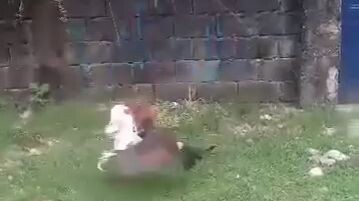 GuLL 2017 of Mt.Banahaw 2x Winner,Spar nya noong 7 months old palang sya.