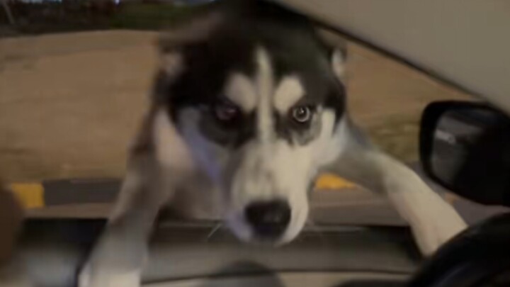 Husky: “Kamu yang manggil aku, ya, kakak?”