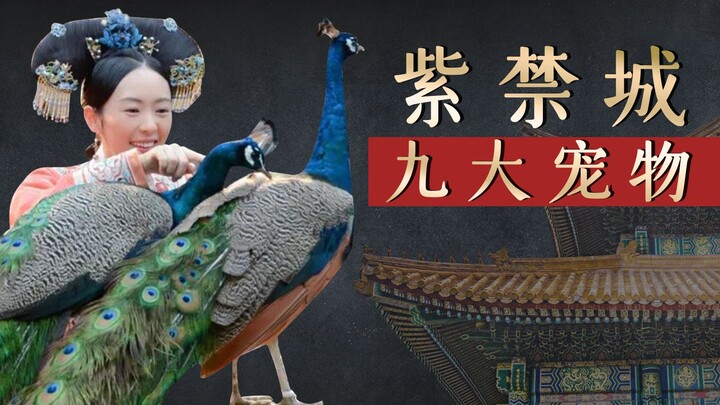 紫禁城九大宠物：高晞月的孔雀绝对名贵，溥仪的宠物一般人不敢养