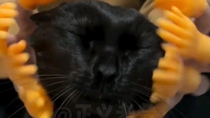 Animal Voiceover | Bear: I’m not here, and I’m not even from around here.