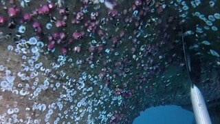 إن الغوص تحت الماء لتنظيف القشريات من الهيكل أمر صعب بعض الشيء، لكنه ممتع للغاية أيضًا.