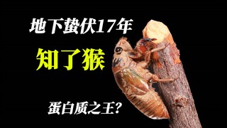 ชะตากรรมในตำนานของลิงจั๊กจั่น พวกมันซ่อนตัวอยู่ 17 ปี แต่มีชีวิตอยู่ได้เพียง 2 เดือนเท่านั้น