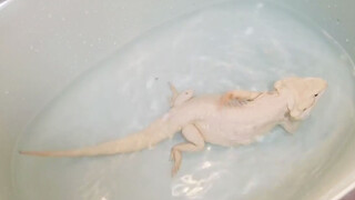 (vlog อาบน้ำสัตว์เลี้ยงน่ารัก) สาธิตการอาบน้ำเบียร์ดดราก้อนเถี่ยกุ้ย