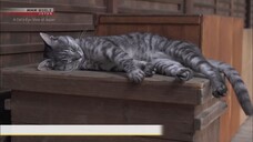 Kyoto- Enjoying a Hot Summer - A Cat's-Eye View of Japan