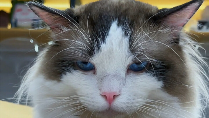 The Current Situation of Working Cats
