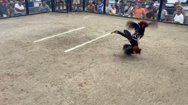 JPR GF Lieper hatch win