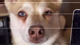 Reply to  I can’t unsee it 😳 stevebuscemi pets jigsawpuzzle photojigsawpuzzle