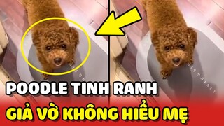 Bé Poodle hiểu tiếng người nhưng giả vờ không nghe thấy để trốn ngủ 😂 | Yêu Lu