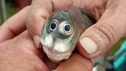 السمكة: هل أنت حكيم؟