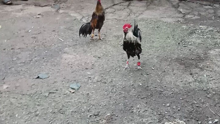 tinola lines vs chooks to go