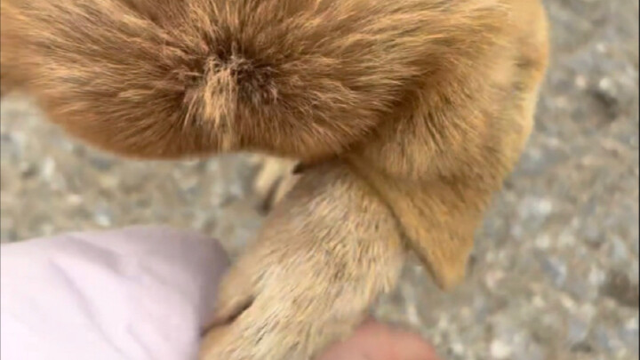 สุนัขก็มีความรักลึกซึ้งเหมือนกันนะ!