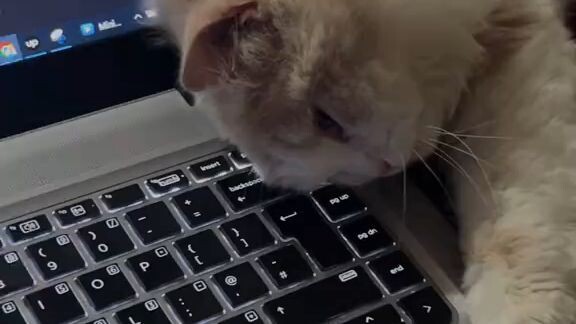 My Cute Cat 😻💻