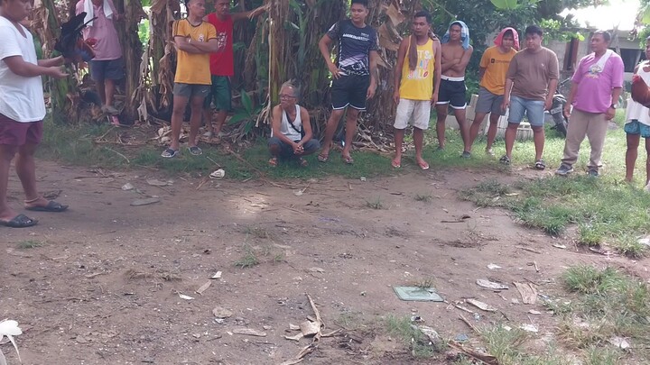 2nd fyt same na manok nanalo ng dawala sa isang araw