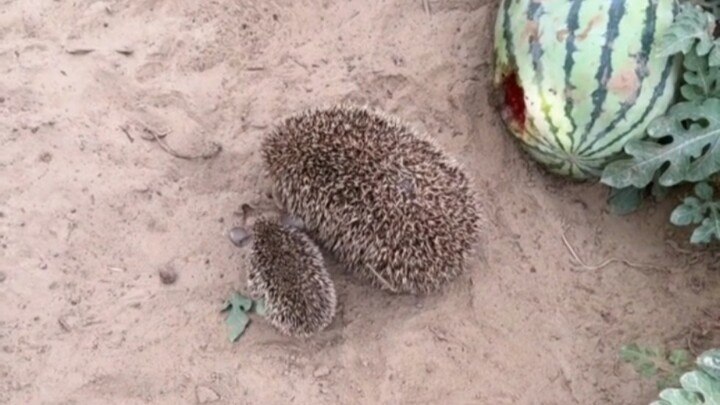 Landak kecil menyelinap ke kebun melon untuk mencuri semangka, lalu akhirnya mengajak ayahnya datang