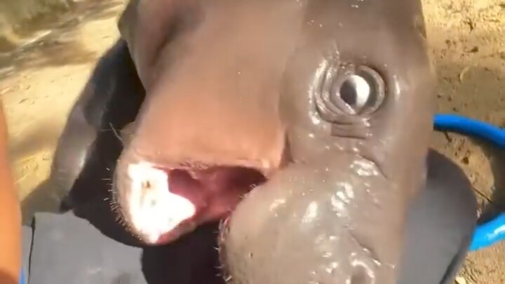 แค่กำลังขายความน่ารักอยู่ดีๆ ก็เกิดอาการอยากแกล้งขึ้นมา แล้วจะตีหมูทำไมกัน ทำเอาเจ้าหมูโมโหวิ่งหนีหั