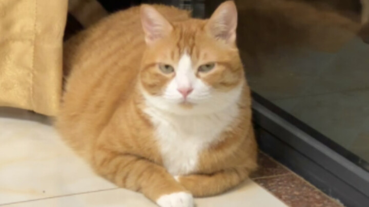 Pretending not to see one’s own cat