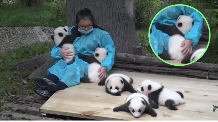 5 ekor bayi panda kecil.