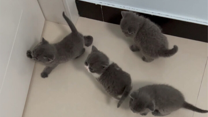 It’s so tiny and cute! I’m the one who feeds it milk every day, so maybe it thinks I’m its mom.