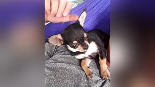 hun cái rồi ngủ hàihước pet pets petlover chihuahua chihuahuastiktok chihuahuafanclub