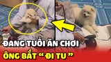 Chú chó đang tuổi ĂN CHƠI bị ông ngoại bắt "QUY Y CỬA PHẬT" 😂 | Yêu Lu