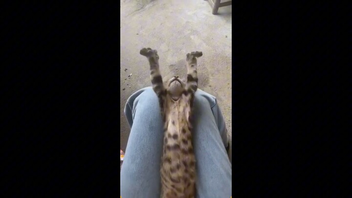 This Cat Made My Day | Billi Video