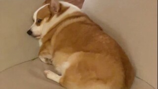 你们见过最胖的柯基多少斤？