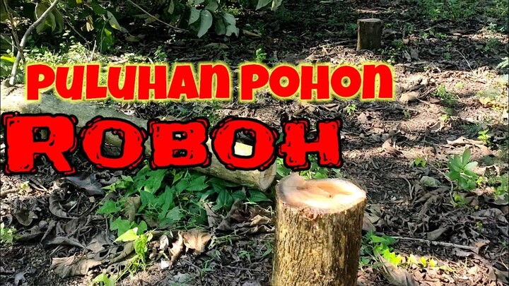 Viral,Fenomena Puluhan Pohon Roboh