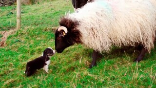 The first time the Border Collie herds sheep