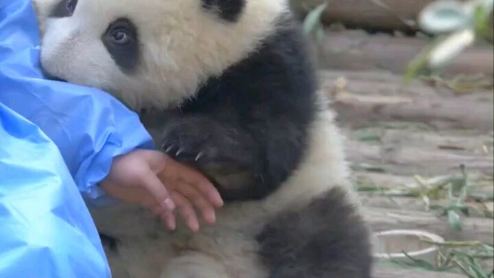 Bunga Panda Ingin Disentuh!