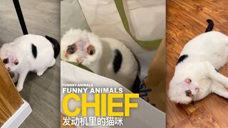 ชีฟเป็นแมวตัวหนึ่งที่ซ่อนตัวอยู่ในเครื่องยนต์รถยนต์เพื่อคลายหนาว จนทำให้ได้รับบาดเจ็บ!