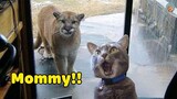 Funny Reactions Of Cats - Pets Compilation 2021| MEOW