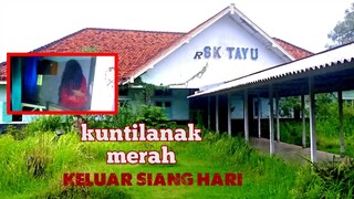 KUNTI MERAH NONGOL SIANG SIANG #1