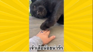 สัตว์เลี้ยงเพื่อนขนปุย : เจ้าเสือน้อยน่ารัก