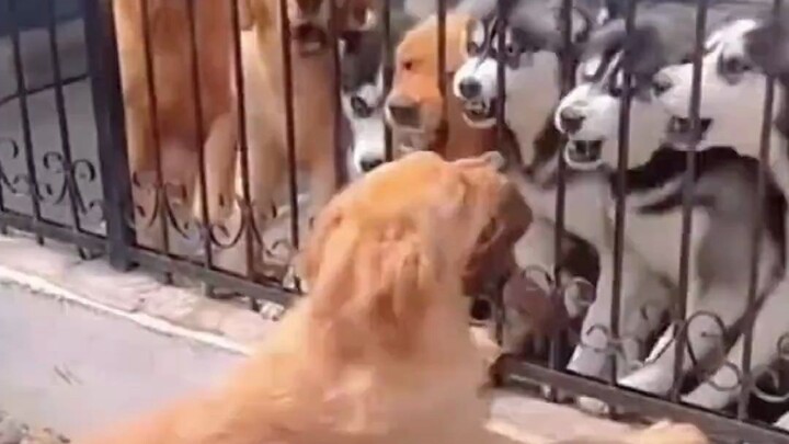 Cute pets: The dogs were bickering right through the fence, but one little paw swipe ended it all!