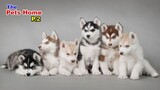 Dog 2020 Funny Videos Animals   🐶 It's time to LAUGH with Dog's life🐶   The Pets Home P2