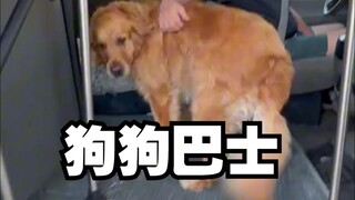 Who are the students on today's dog school bus?