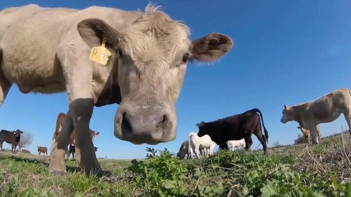 A drone dropped on a pasture attracted a group of curious cattle.