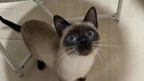 [Động vật]Đưa mèo Xiêm đi lạc đến gặp bác sĩ thú y 