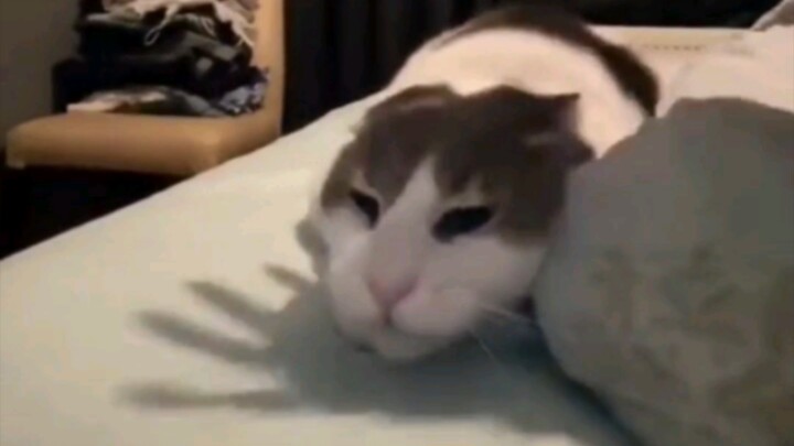 Kucing: Aku nggak tahan sama lo, dasar orang tua!