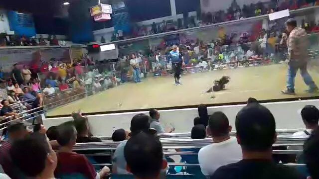 nov 4 2023 2cock  ulutan cobra 4x winer tatay lost