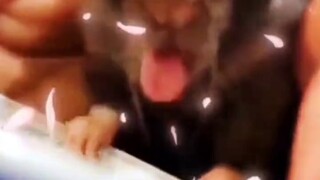 "Tikus: Makanan ini lebih pahit dari hidupku"