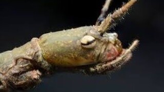 มารู้จักกับ เเมลงหามผี หรือ ตั๊กเเตนกิ้งไม้ กันเถอะ