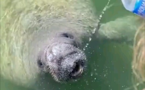 When you stumble upon a dugong, all it takes to grab its attention is a bottle of water...