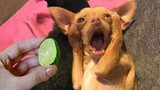 Try Not To Laugh or Grin While Watching Funny Animal Reaction Videos