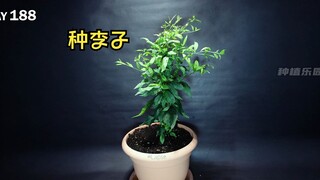 种一颗李子树其实很简单，只需要将李子的果核取出来··