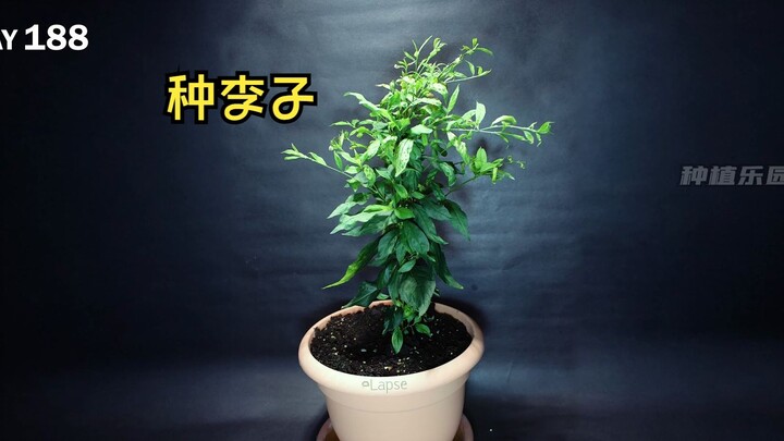 زراعة شجرة برقوق أمر بسيط للغاية، فما عليك سوى استخراج نواة البرقوق··