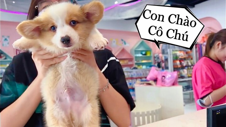 Em Corgi Lùn Tịt Cưng Gì Đâu Á😚😚😚 Mật Pet Family