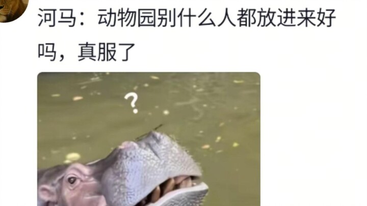 Even hippos can fall out.
